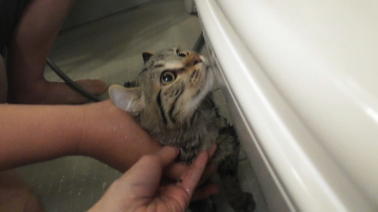 猫がお風呂を嫌がるのはなぜ フラフィ