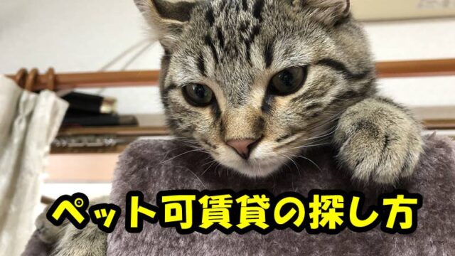 ルーズスキンってなに 猫のお腹のたるみに重要な役割がある フラフィ