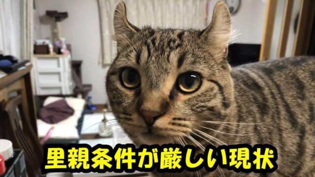 保護猫の里親募集条件が厳しくて 里親になれない フラフィ